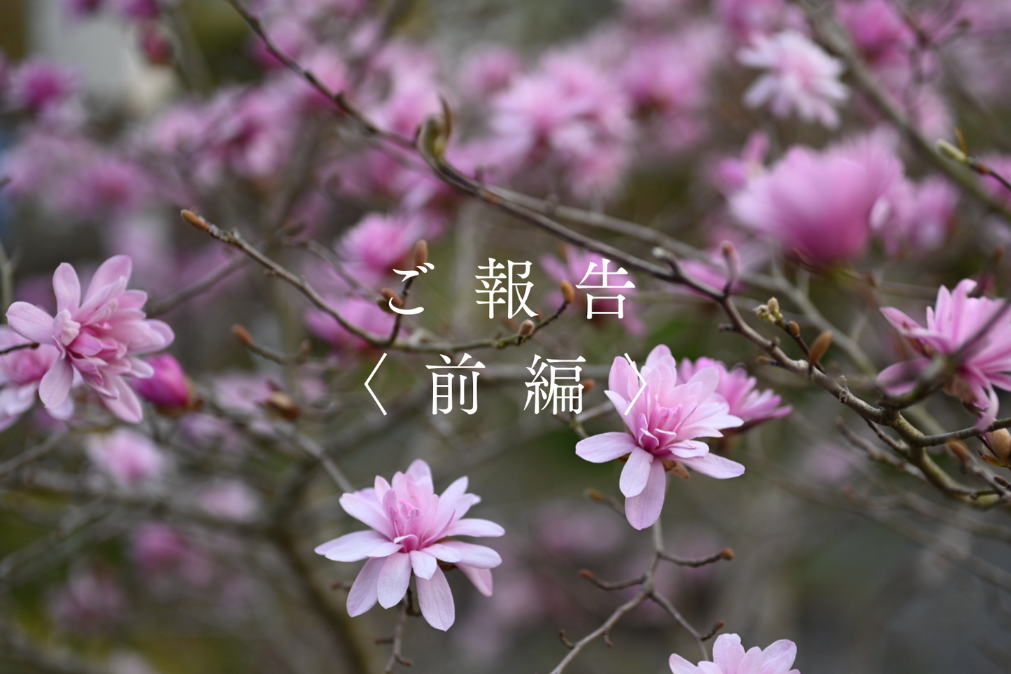 【ご報告】これまでのこと、これからのこと《前半》