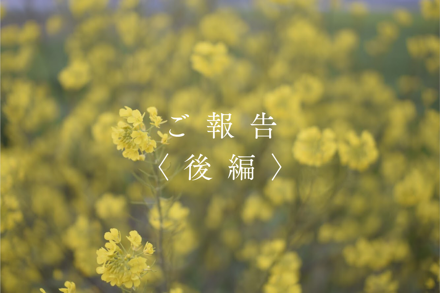 【ご報告】これまでのこと、これからのこと《後編》