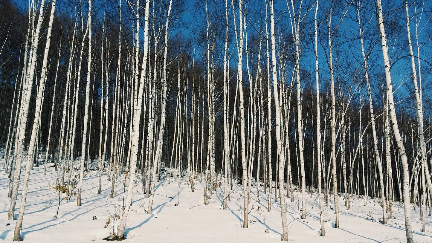 #雪解けの白樺樹液の野草化粧水