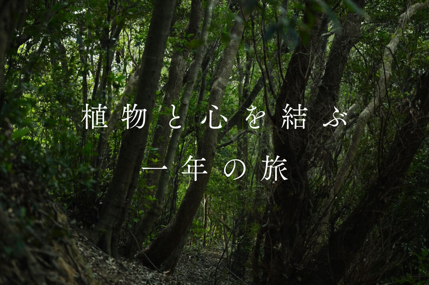 植物と心を結ぶ一年の旅